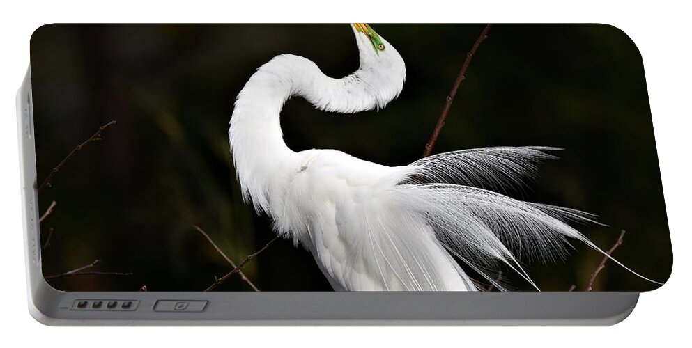 Great White Egret Portable Battery Charger featuring the photograph Feathers On Display by Julie Adair