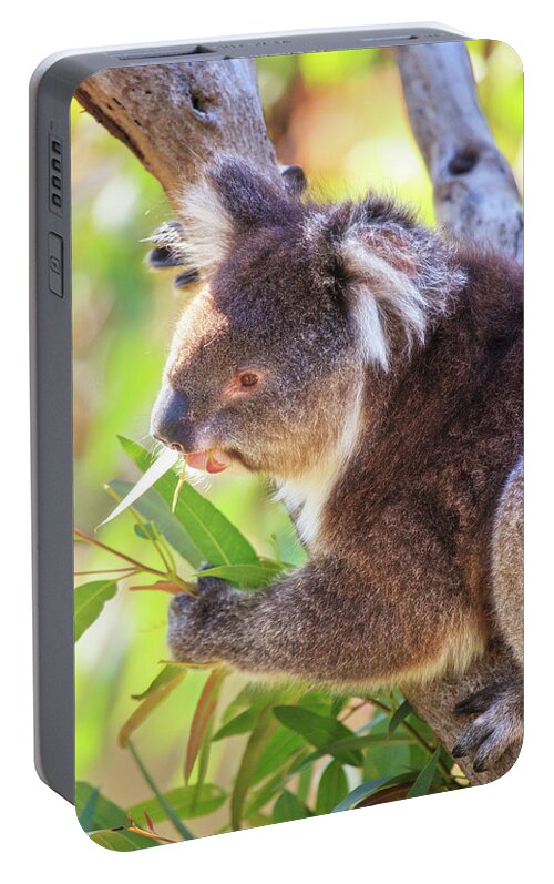 Mad About Wa Portable Battery Charger featuring the photograph Feed Me, Yanchep National Park by Dave Catley