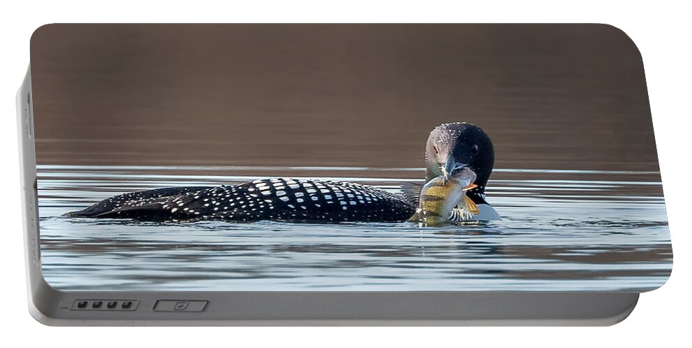 Square Portable Battery Charger featuring the photograph Feeding Common Loon Square by Bill Wakeley