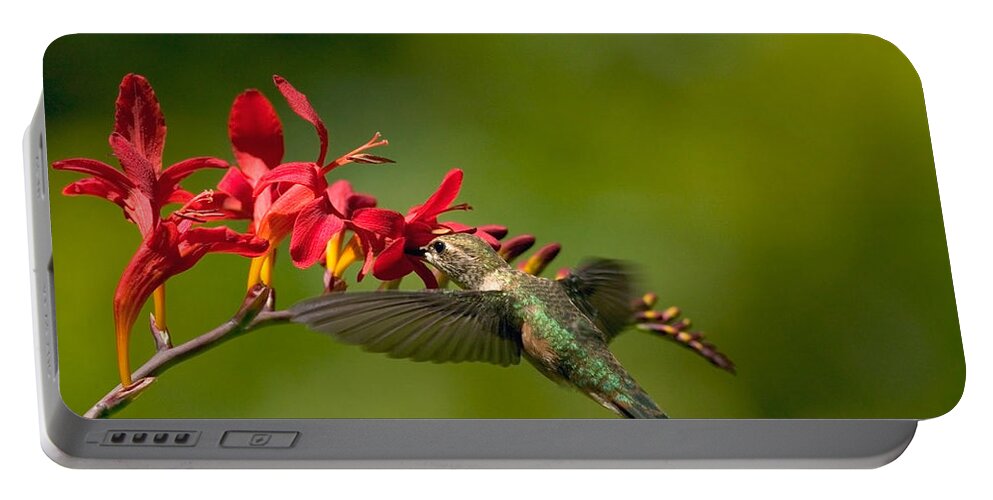 Floral Portable Battery Charger featuring the photograph Feeding Hummer by Randall Ingalls