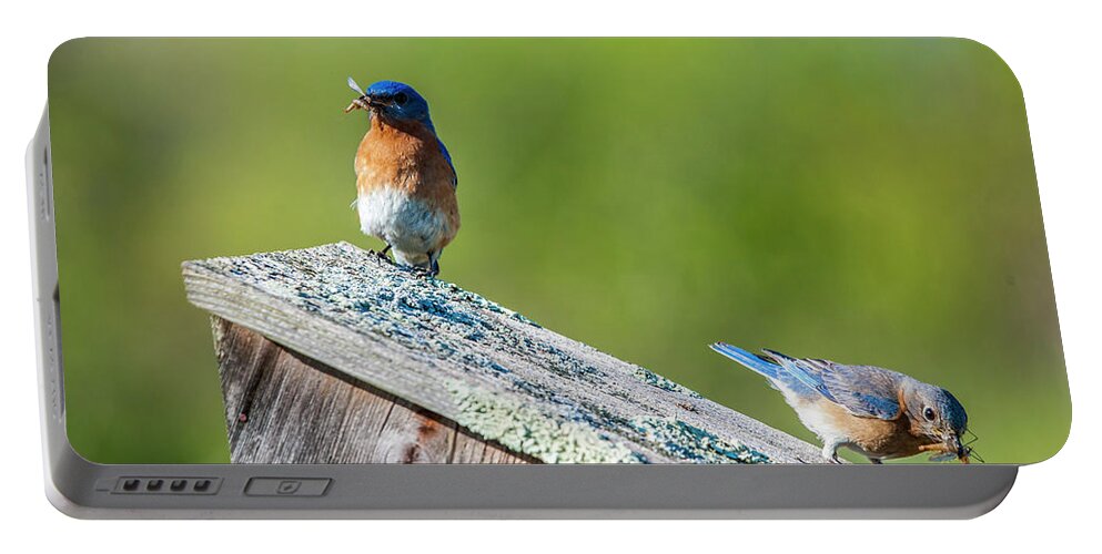 Bluebird Portable Battery Charger featuring the photograph Feeding The Kids by Cathy Kovarik