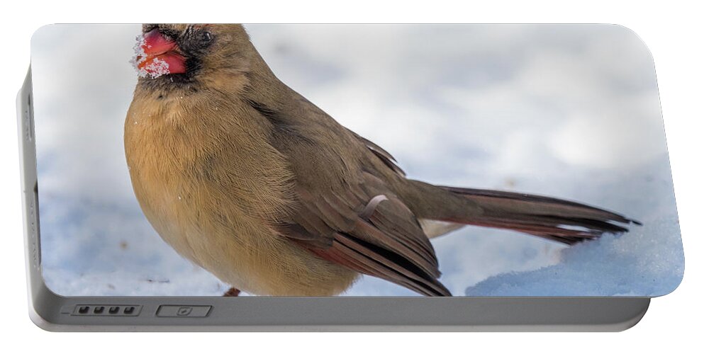 Bird Portable Battery Charger featuring the photograph Female Cardinal In Snow by William Bitman