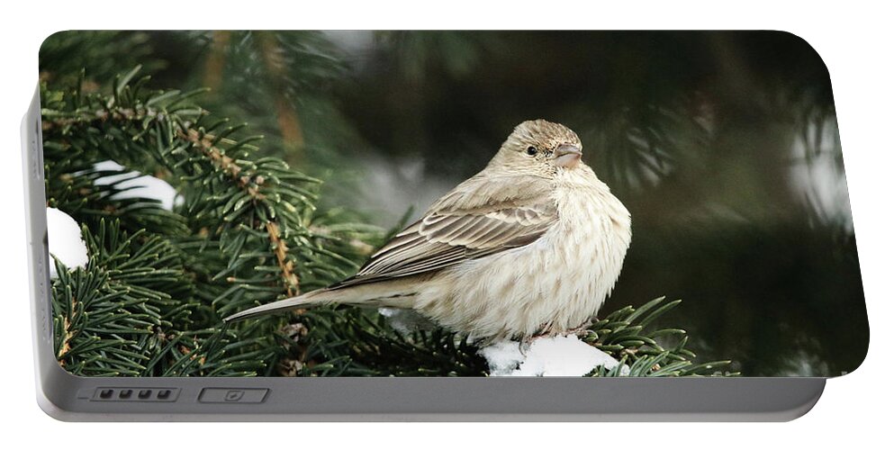 Female House Finch On Snow Portable Battery Charger featuring the photograph Female House Finch on Snow by Alyce Taylor