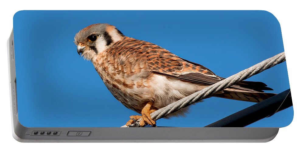 Kestrel Portable Battery Charger featuring the photograph Female Kestrel at Rest by Kathleen Bishop
