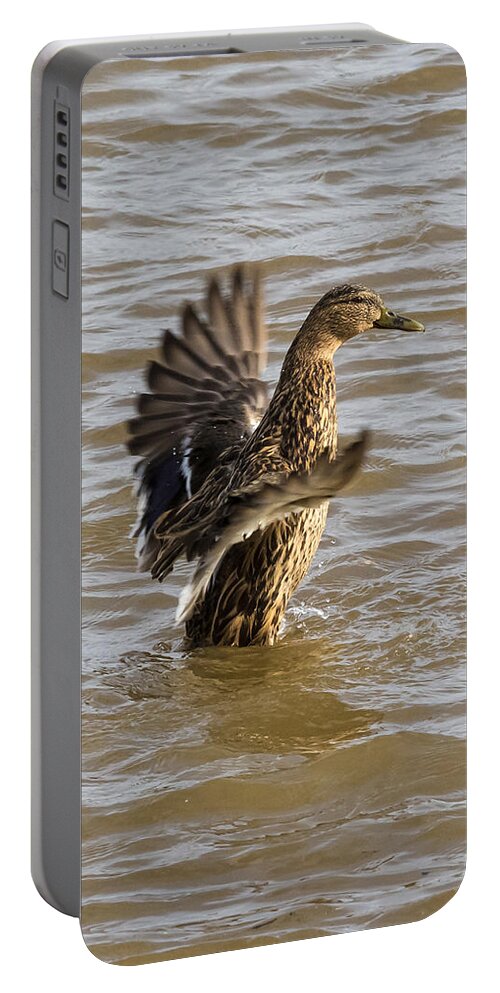 Jan Holden Portable Battery Charger featuring the photograph Female Mallard by Holden The Moment