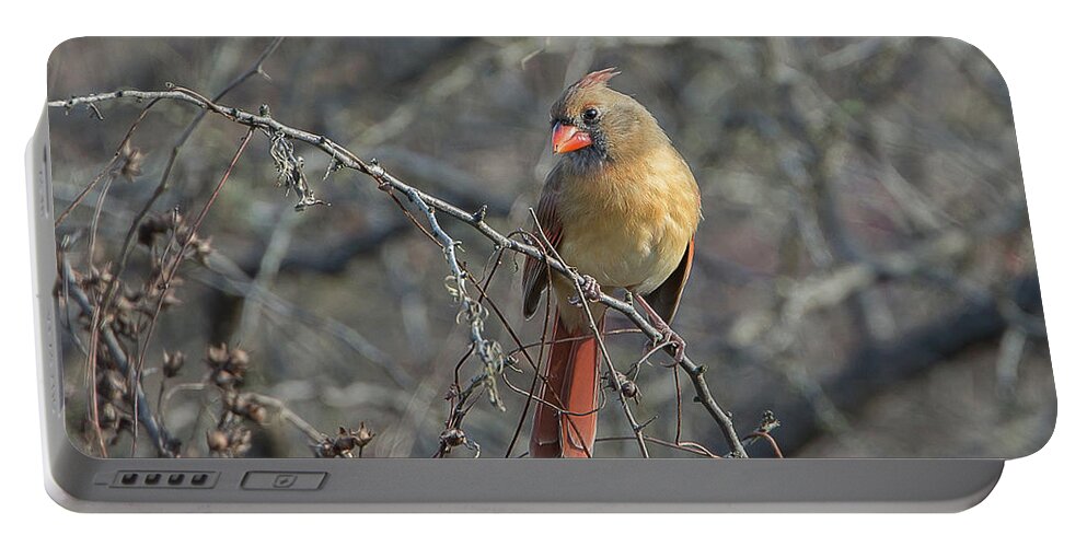 Ronnie Maum Portable Battery Charger featuring the photograph Female Northern Cardinal 2 by Ronnie Maum