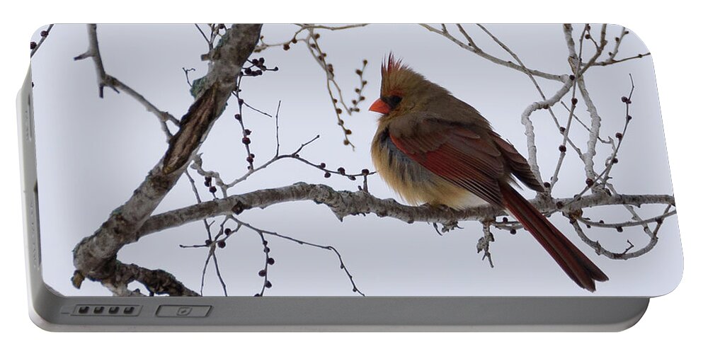 Northern Cardinal Portable Battery Charger featuring the photograph Female Northern Cardinal by Holden The Moment