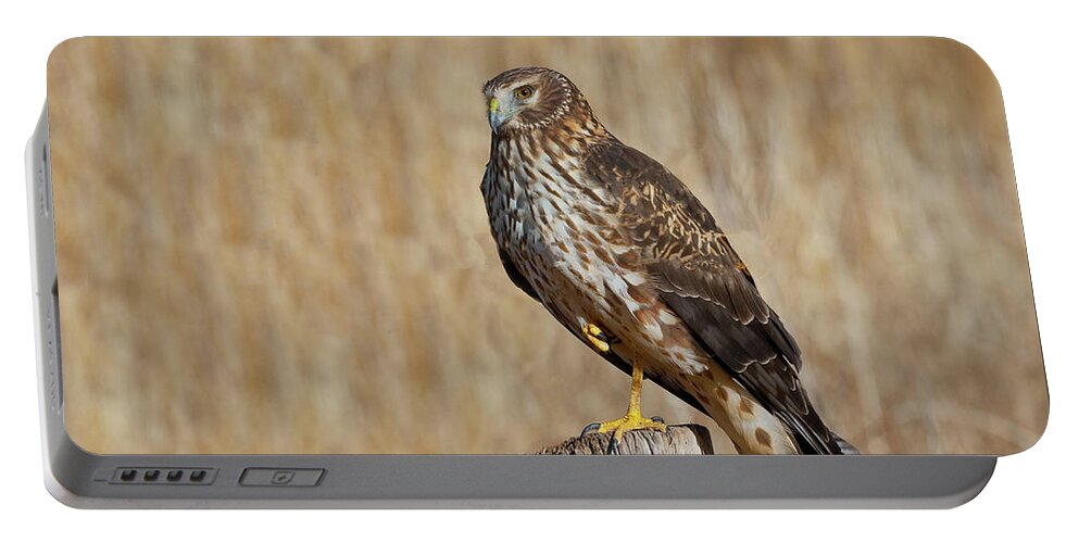 Adult Portable Battery Charger featuring the photograph Female Northern Harrier Standing on One Leg by Jeff Goulden