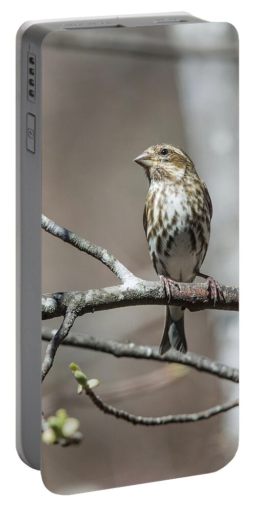 Birds Portable Battery Charger featuring the photograph Female Purple Finch by John Haldane