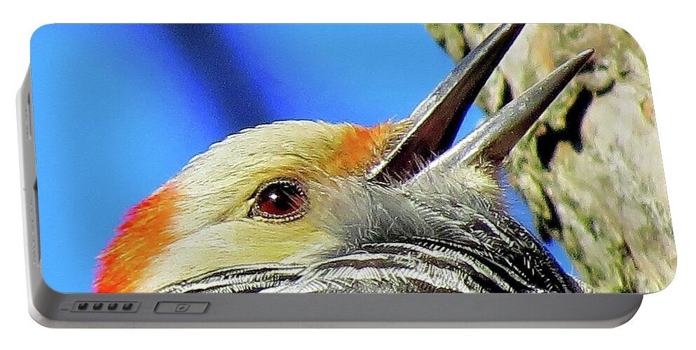 Woodpeckers Portable Battery Charger featuring the photograph Female Red-bellied Woodpecker Close Up by Linda Stern