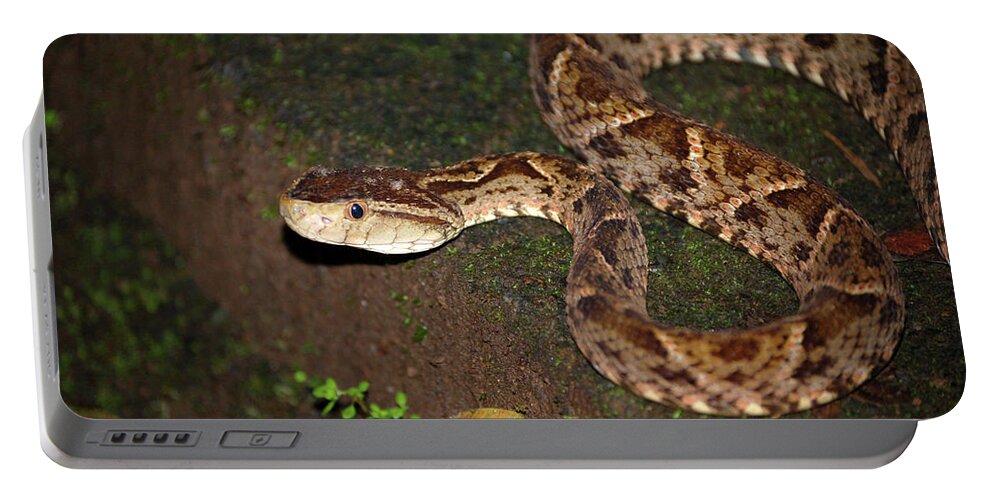 Snake Portable Battery Charger featuring the photograph Fer-de-lance, Botherops asper by Breck Bartholomew