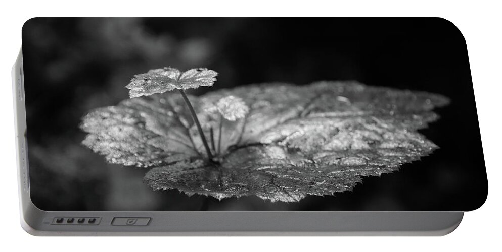 Plant Portable Battery Charger featuring the photograph Fern Canyon Foliage by Ryan Workman Photography