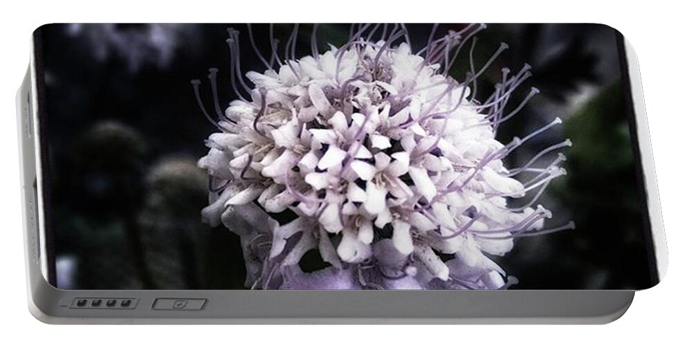 Thecastro Portable Battery Charger featuring the photograph Field Scabious. A Member Of The by Mr Photojimsf