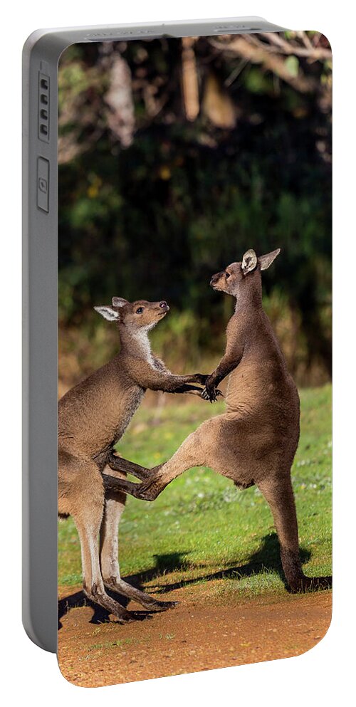 Kangaroo Portable Battery Charger featuring the photograph Fighting Kangaroos by Robert Caddy