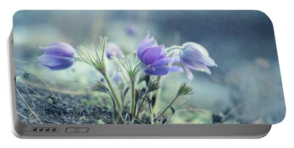 Pulsatilla Vulgaris Portable Battery Charger featuring the photograph Finally Spring by Priska Wettstein