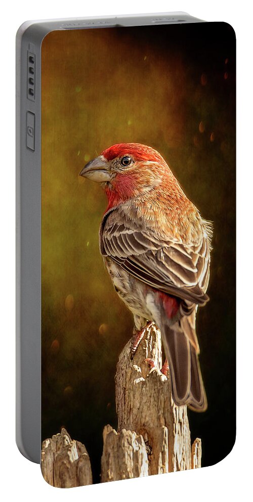 Animal Portable Battery Charger featuring the photograph Finch From The Back by Bill and Linda Tiepelman