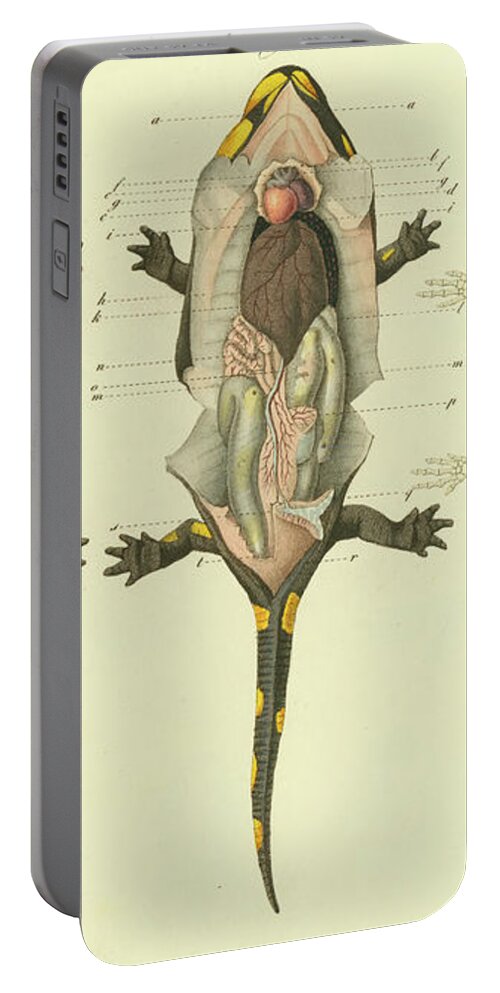 Salamander Portable Battery Charger featuring the drawing Fire Salamander Anatomy by Christian Leopold Mueller