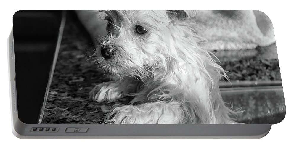 West Highland White Terrier Portable Battery Charger featuring the photograph First Bath by Debra Baldwin
