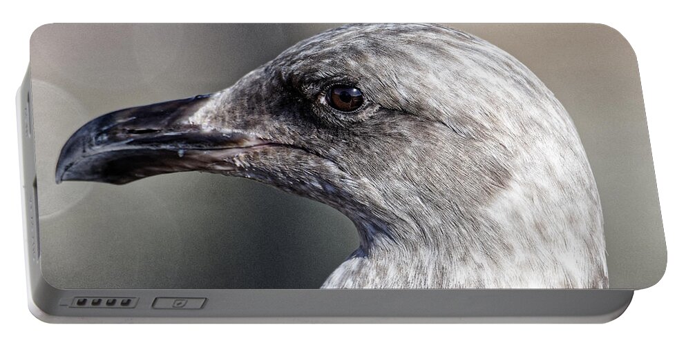 Animals Portable Battery Charger featuring the photograph First Winter -- Western Gull in Morro Bay, California by Darin Volpe