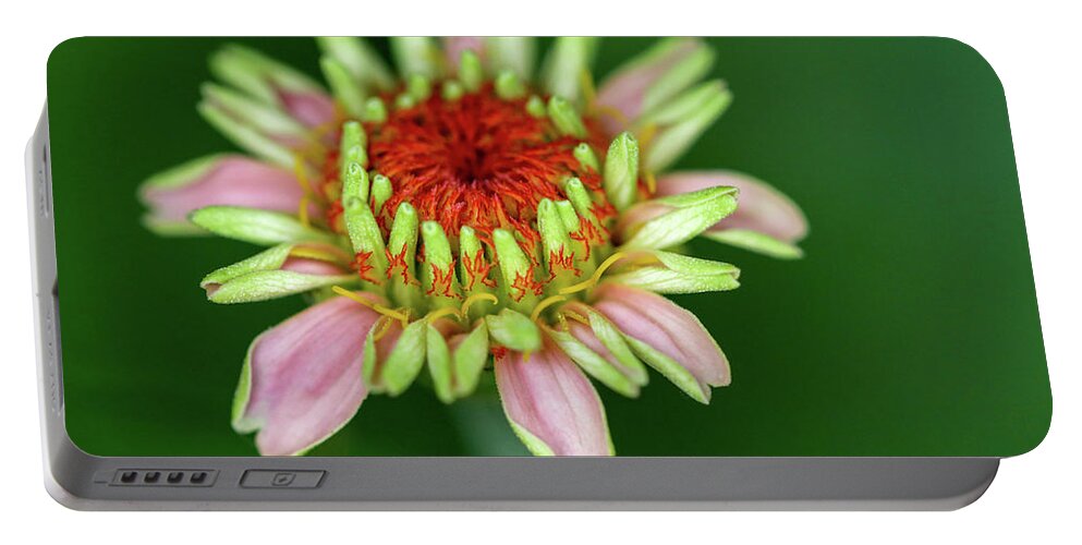 Flower Portable Battery Charger featuring the photograph Flamed Flower by Mary Anne Delgado