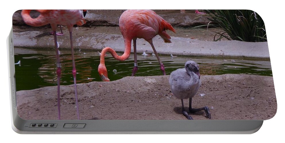 Flamingos Portable Battery Charger featuring the photograph Flamgos 3 San Diego Zoo by Phyllis Spoor