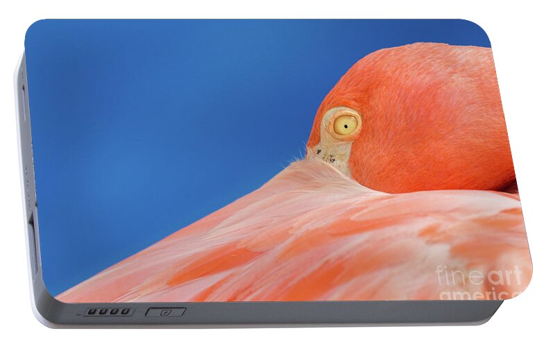 Flamingo Portable Battery Charger featuring the photograph Flamingo blues by Jennifer McCallum