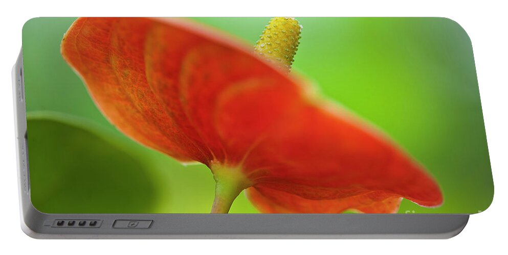 Anthurie Portable Battery Charger featuring the photograph Flamingo Flower 2 by Heiko Koehrer-Wagner