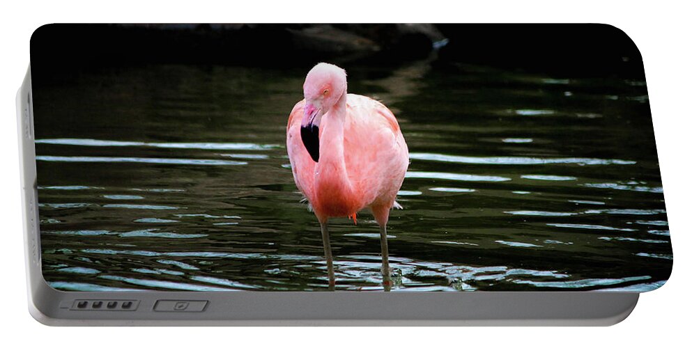 Flamingo Portable Battery Charger featuring the photograph Flamingo in Water by Veronica Batterson