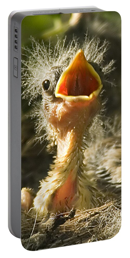 Yellow Warbler Portable Battery Charger featuring the photograph Fledgling Yellow Warbler by Gary Beeler