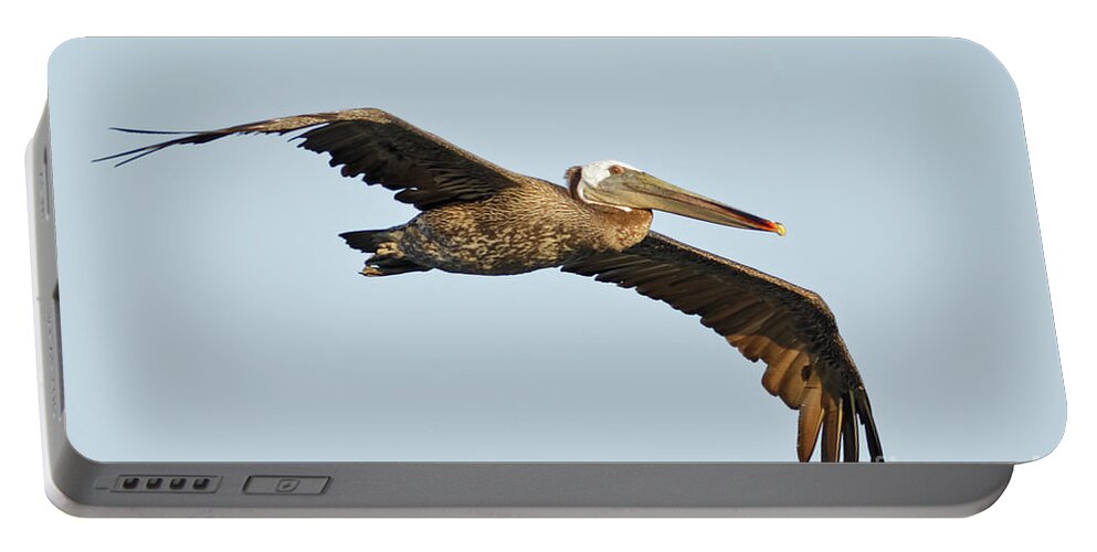 Brown Pelican Portable Battery Charger featuring the photograph Flight of the Pelican by Natural Focal Point Photography