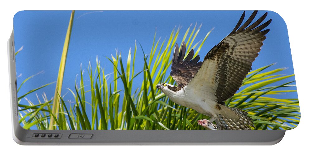 Osprey Portable Battery Charger featuring the photograph Flight Through The Palms by Quinn Sedam
