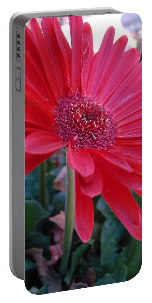 Red Portable Battery Charger featuring the photograph Flora by Mary Halpin