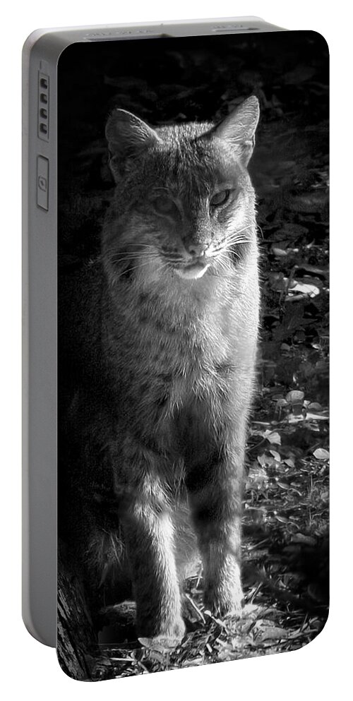 Bobcat Portable Battery Charger featuring the photograph Florida Everglades Bobcat by Mark Andrew Thomas