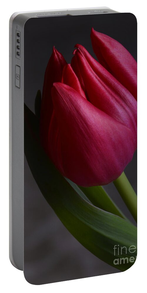 Flower Portable Battery Charger featuring the photograph Flourishing tulip by Robert WK Clark