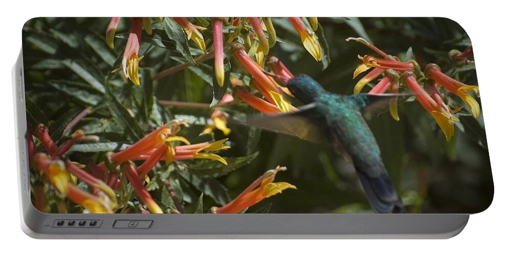 Bird Portable Battery Charger featuring the photograph Flower has to bloom, Bird Has to Eat by Richard Henne