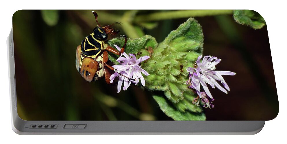 Photograph Portable Battery Charger featuring the photograph Flower Scarab - Trigonopeltastes Delta by Larah McElroy