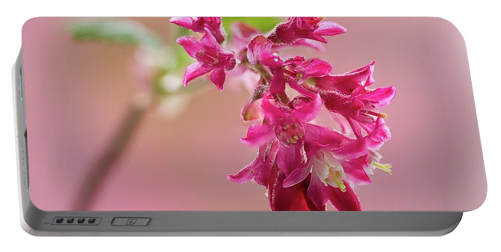 Plant Portable Battery Charger featuring the photograph Flowering Currant by Shirley Mitchell
