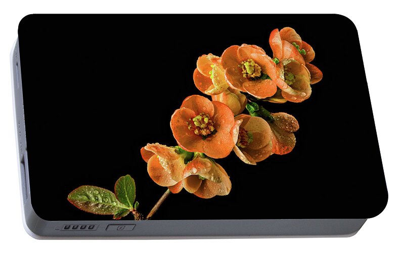 Quince Portable Battery Charger featuring the photograph Flowering Quince Orange by Mary Jo Allen