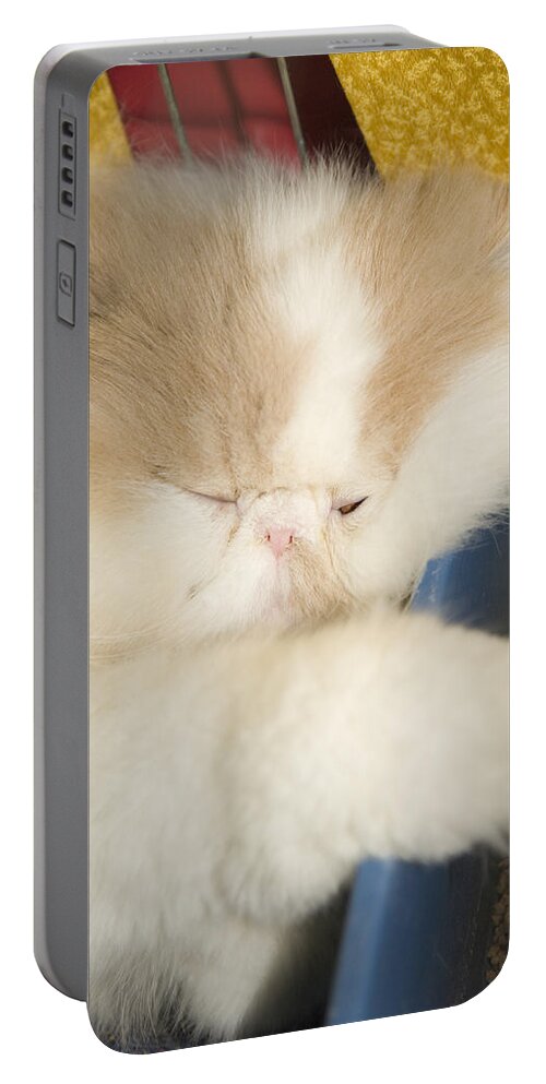 Kitten Portable Battery Charger featuring the photograph Fluffy kitten by Ian Middleton