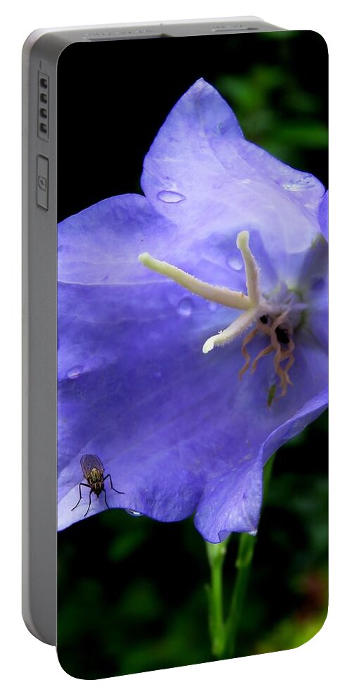Fly Portable Battery Charger featuring the photograph Fly on a Blue Campanula by John Topman
