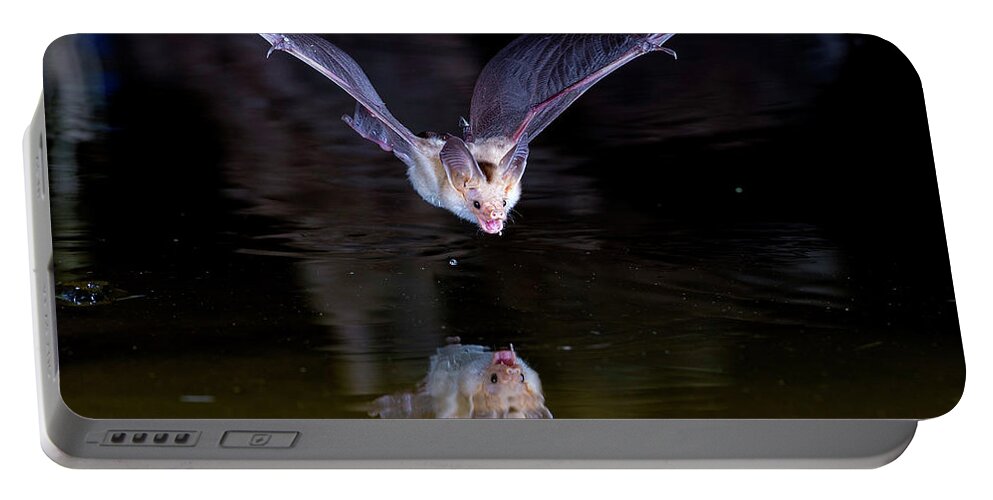 Bat Portable Battery Charger featuring the photograph Flying Bat with Reflection by Judi Dressler