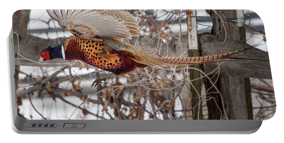 Pheasant Portable Battery Charger featuring the photograph Flying Pheasant by Wesley Aston