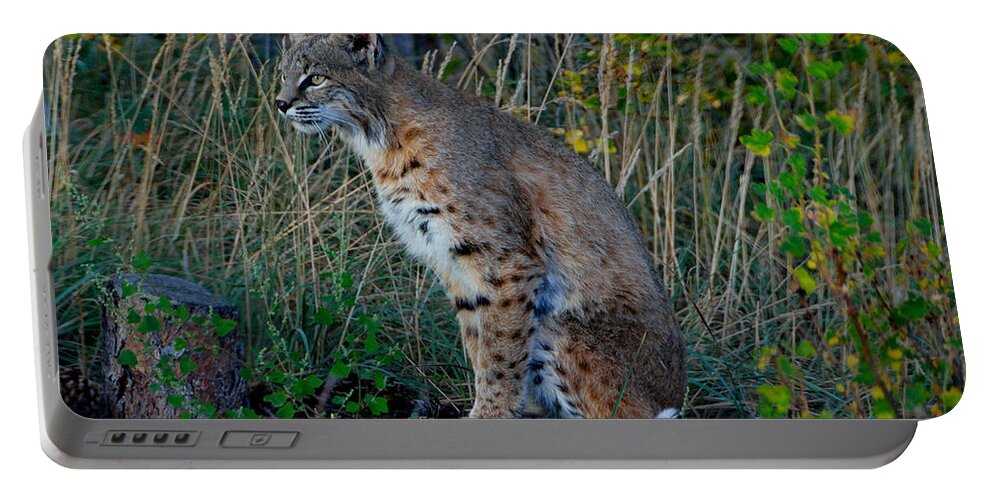Bobcat Portable Battery Charger featuring the photograph Focused On the Hunt by Tranquil Light Photography