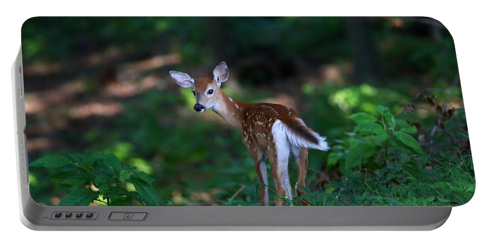 Fawn Portable Battery Charger featuring the photograph Follow Me by Kevin Craft