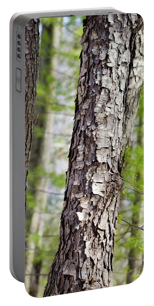 Forest Portable Battery Charger featuring the photograph Forest Trees by Christina Rollo