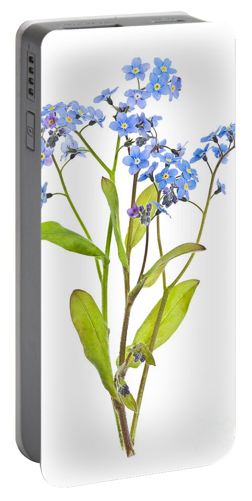 Forget-me-nots Portable Battery Charger featuring the photograph Forget-me-not flowers on white by Elena Elisseeva