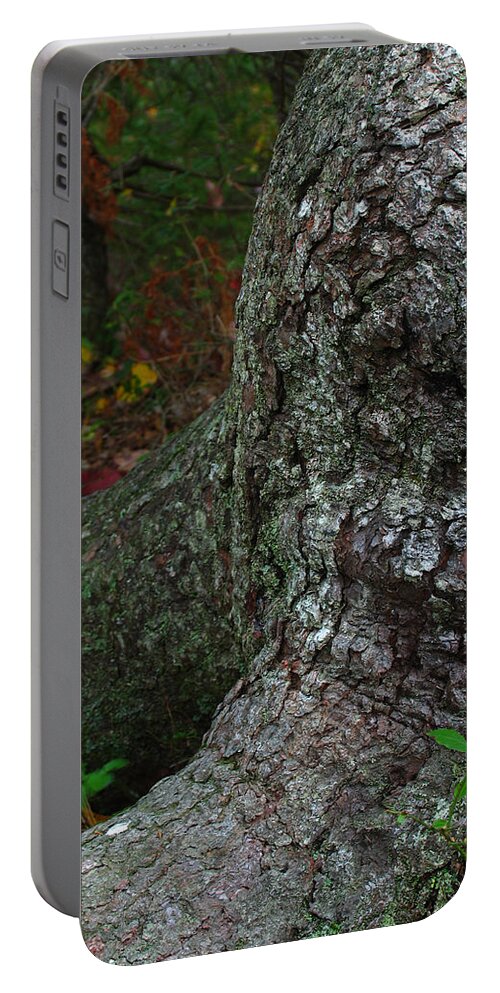 Tree Portable Battery Charger featuring the photograph Forms in Nature by Juergen Roth