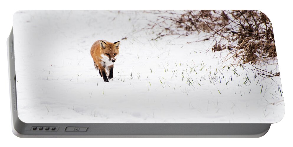 Animals Portable Battery Charger featuring the photograph Fox 2 by Paul Ross