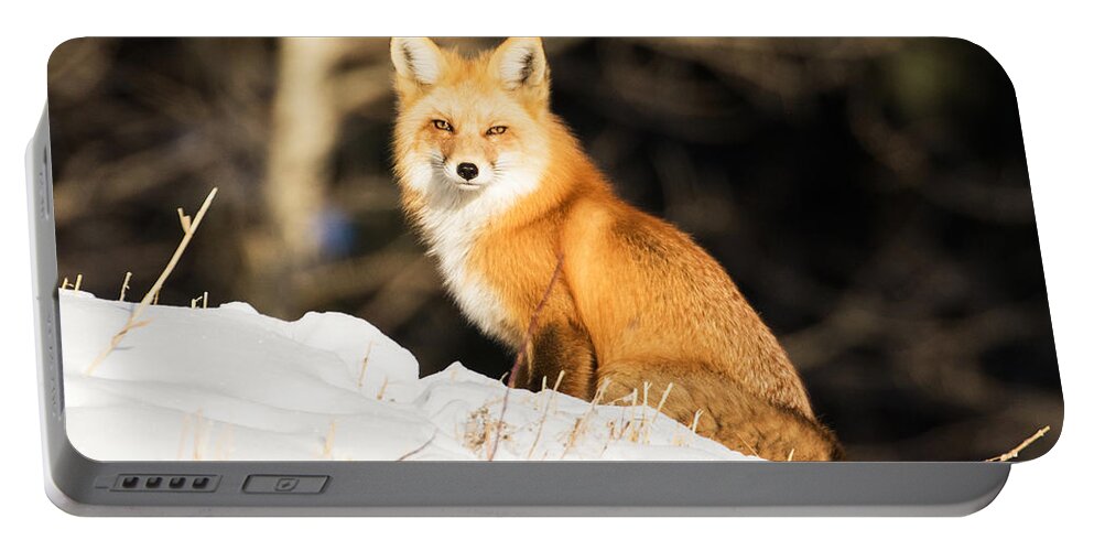 Red Fox Portable Battery Charger featuring the photograph Fox in Snow #3 by Mindy Musick King