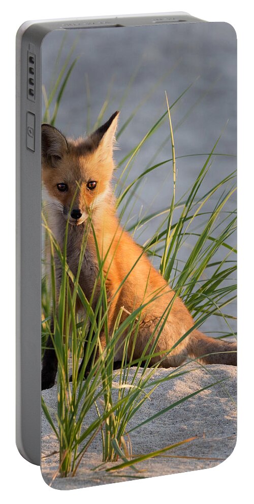 Red Fox Portable Battery Charger featuring the photograph Fox Kit Portrait by Bill Wakeley